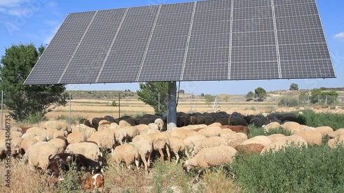 Flock and solar panels. Arbeca, Lleida, Catalonia, Spain. photo