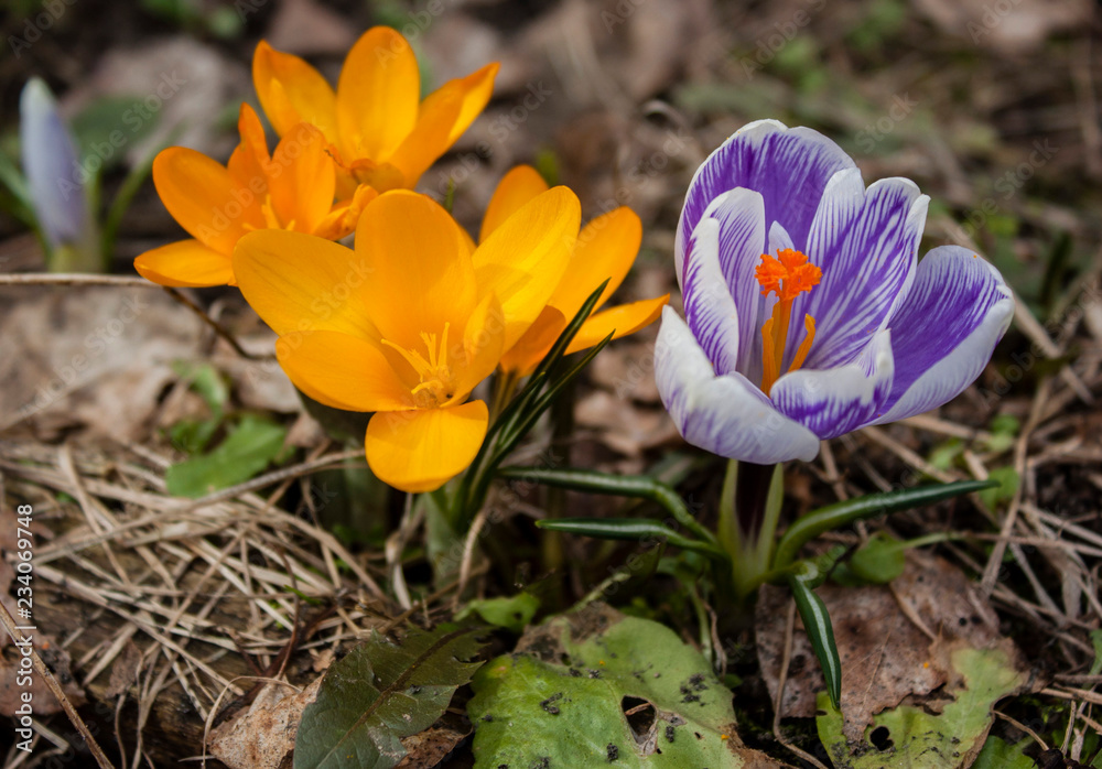 Spring flowers crocuses are yellow and blue with white in dry last year's grass. Spring flowers crocuses are yellow and blue with white in dry last year's grass.