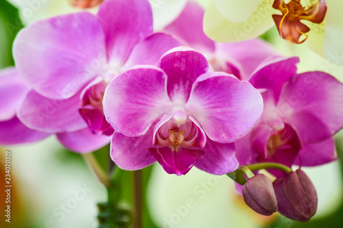 pink Phalaenopsis or Moth dendrobium Orchid flower in winter or spring day tropical garden Floral nature background.Selective focus.agriculture idea concept design with copy space add text. © sornram