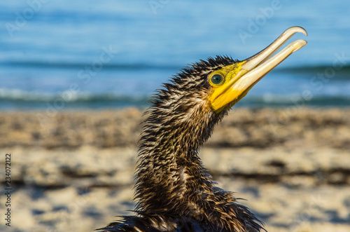  cormorant close up