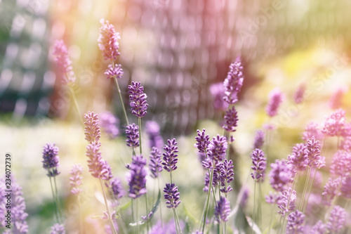 Fototapeta Naklejka Na Ścianę i Meble -  Beautiful nature, lavender flower in flower garden