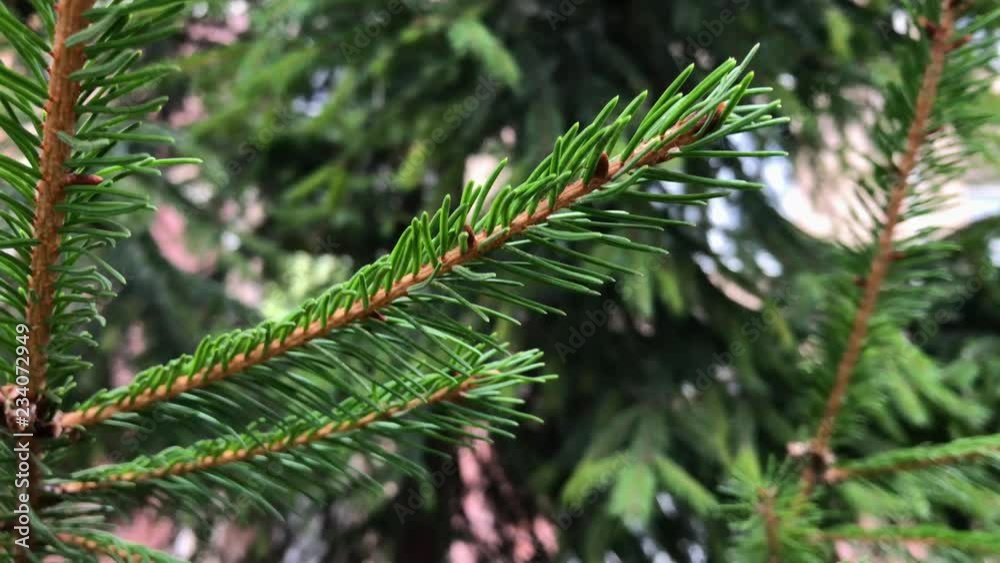 branches Christmas tree close up. branches Christmas tree close up.