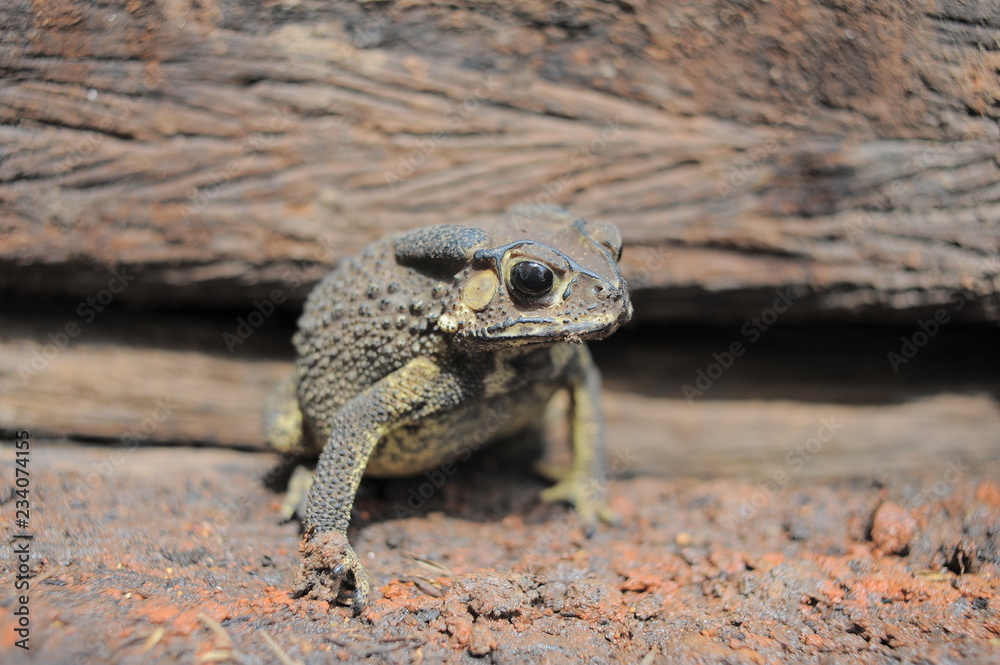 Obraz premium frog portriat