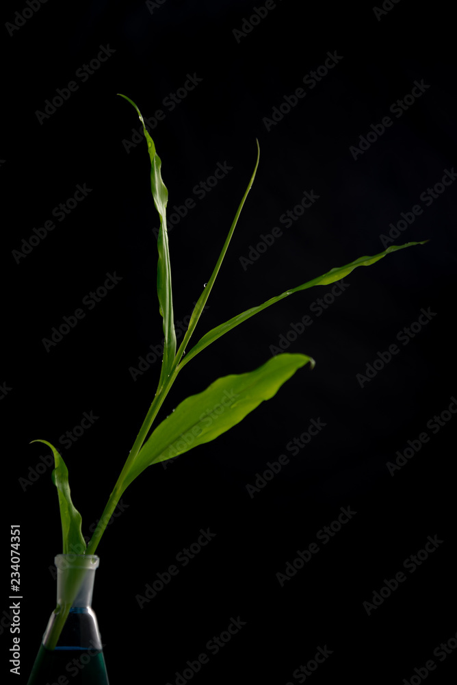 .Fresh green leaves in water drops, ginger on a black background .Fresh green leaves in water drops, ginger on a black background