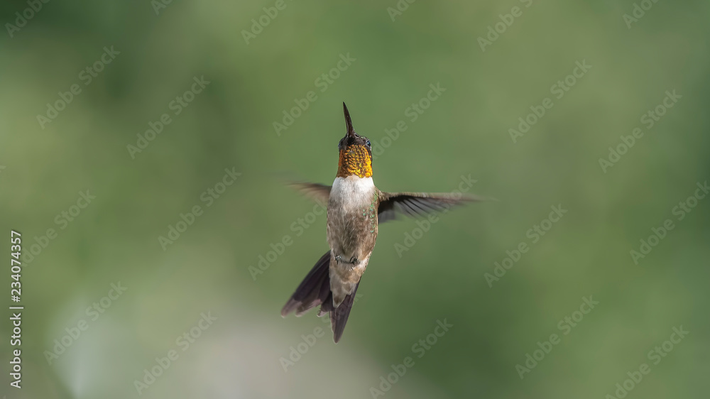 Fototapeta premium Hummingbird Happy Dance