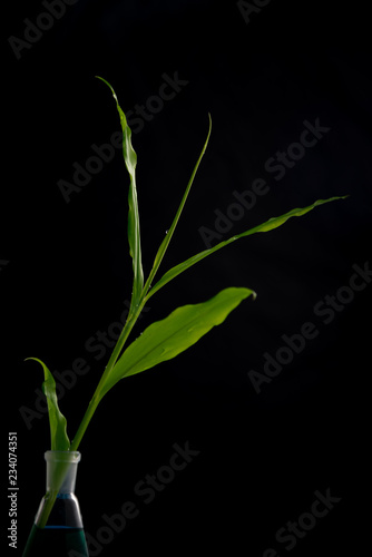 .Fresh green leaves in water drops, ginger on a black background