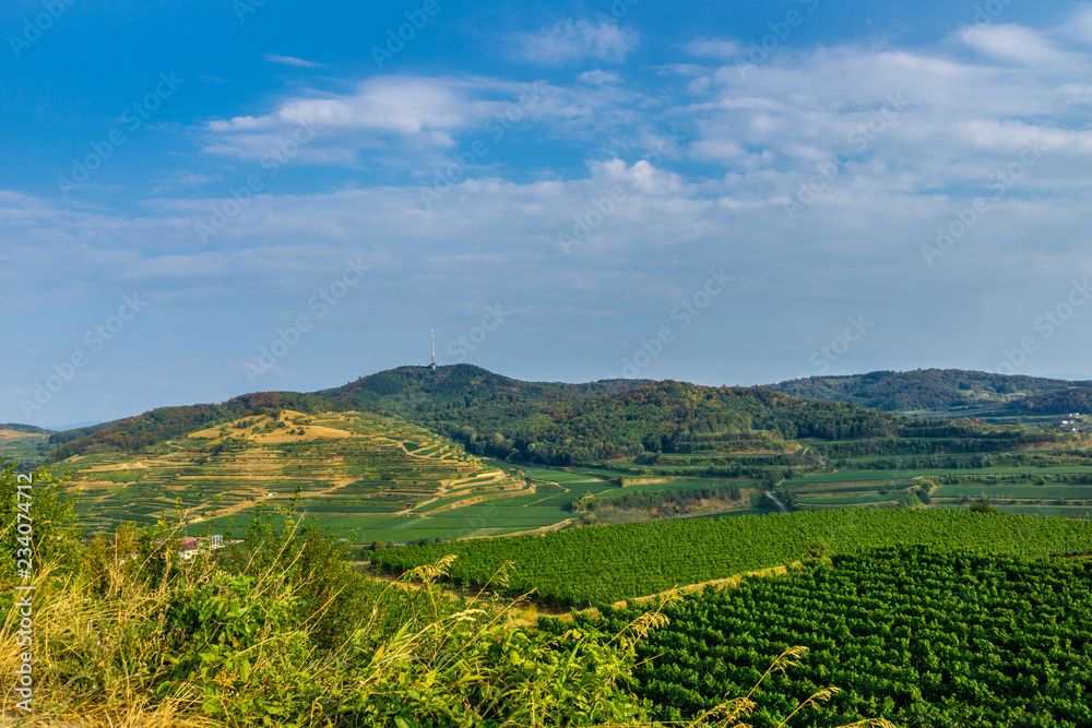 Germany, Famous terraces landscape of Kaiserstuhl wine region of Oberbergen