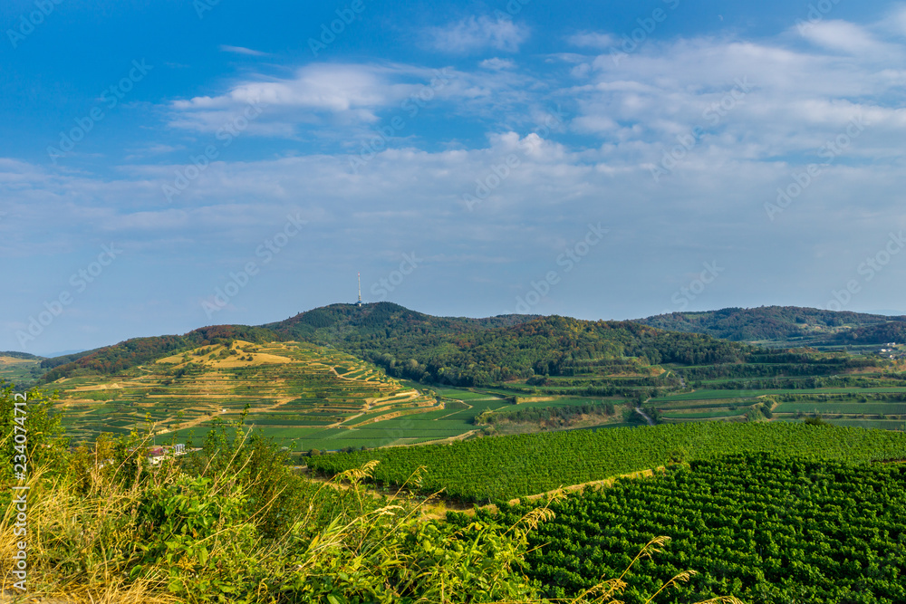 Germany, Famous terraces landscape of Kaiserstuhl wine region of Oberbergen Germany, Famous terraces landscape of Kaiserstuhl wine region of Oberbergen