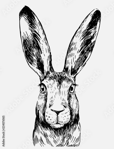 Canvas Print Sketch of hare. Hand drawn illustration converted to vector