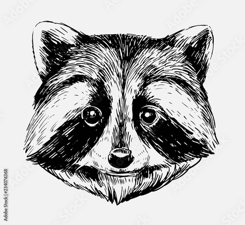 Sketch of racoon. Hand drawn illustration converted to vector