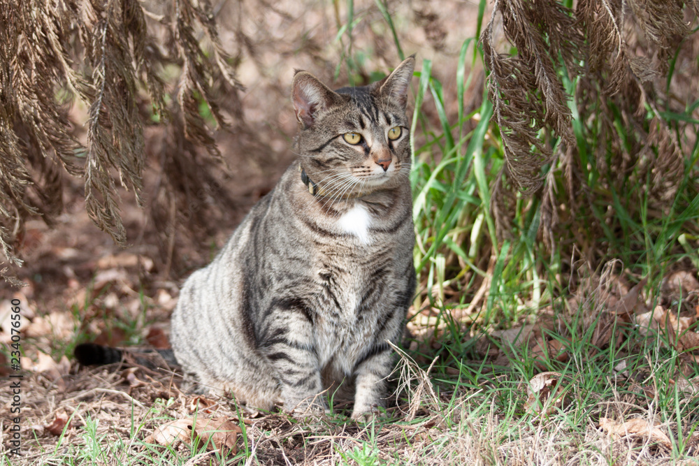 Cat outdoors -Tabby 