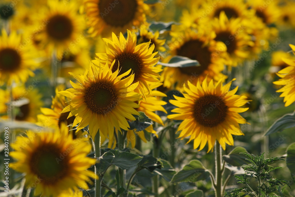 Sunflowers on a summer day Sunflowers on a summer day
