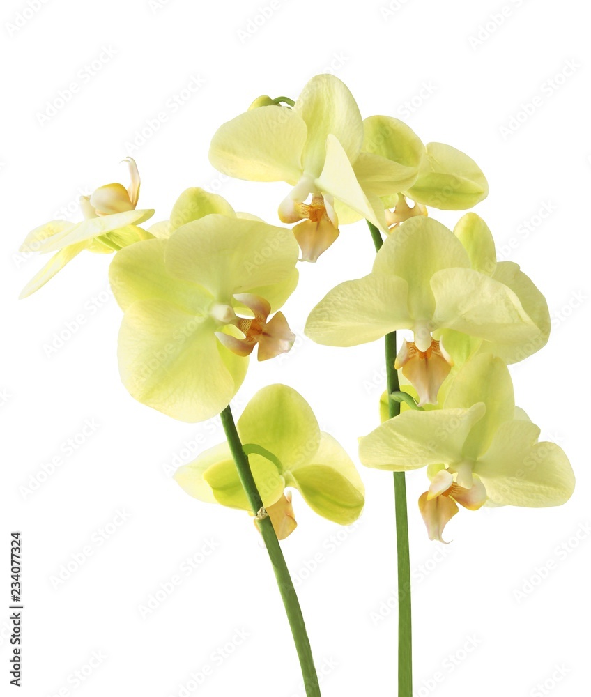 Obraz premium żółta orchidea phalaenopsis z bliska