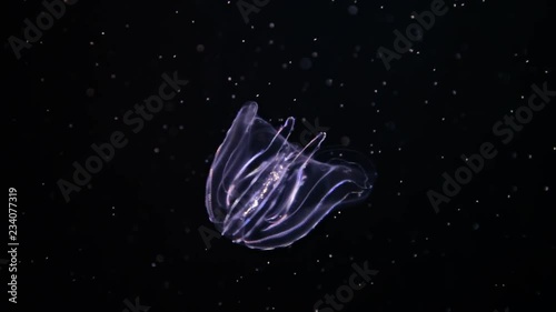 Warty comb jelly (Mnemiopsis leidyi or Sea walnut) slow moving underwater. photo