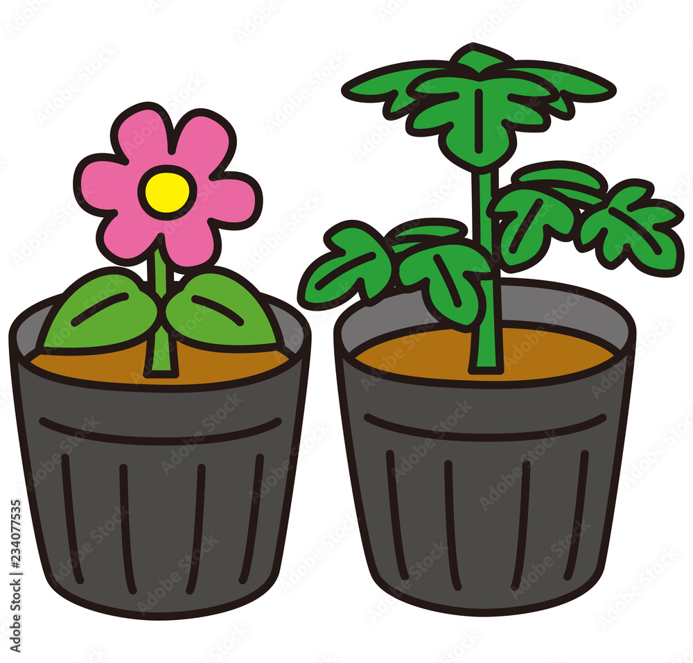 野菜と花の苗 野菜と花の苗