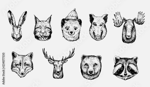Sketch of forest animals: hare, lynx, marten, boar, moose, wolf, deer, fox, bear, racoon
