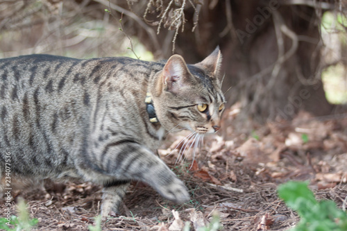 Cat outdoors -Tabby 