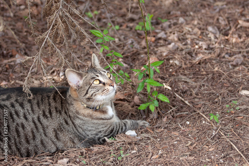 Cat outdoors -Tabby 