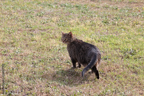 Cat outdoors -Tabby 