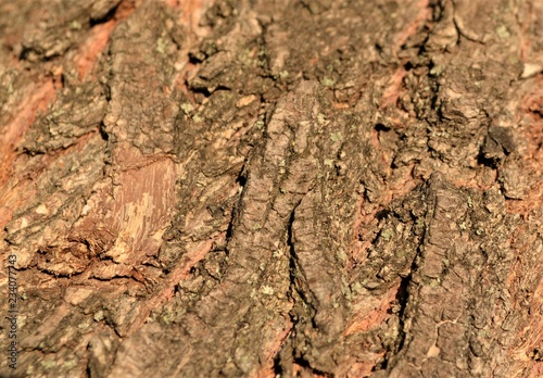 bark of a tree