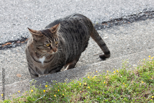 Cat outdoors -Tabby 
