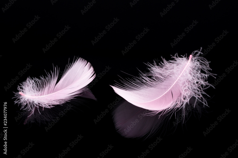 Obraz premium Pink feather isolated on black background