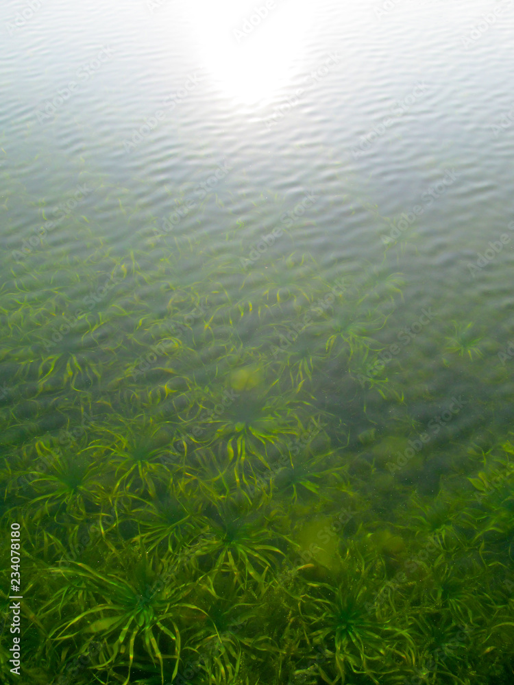 Transparent water surface through which is seen a texture of the bottom. Top view of the calm sea, lake, river, pond. Natural blue - green beautiful background image.