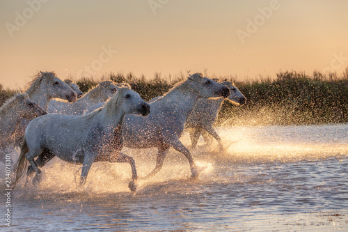 White Wild Horses of Camargue running on water at sunset  Aigue Mortes  France