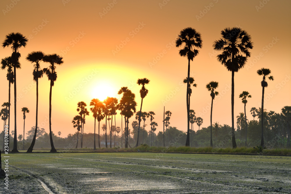 Beautiful scenery of sugar palm trees in rice field in Thailand at sunrise.