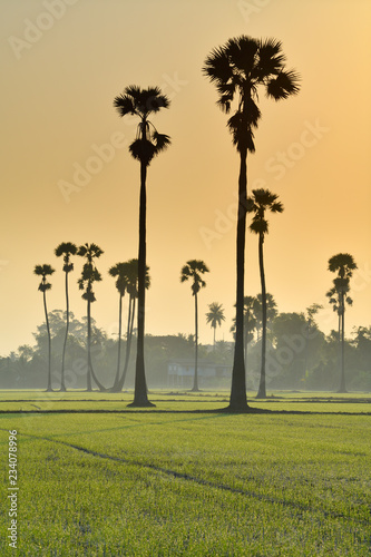 Beautiful scenery of sugar palm trees in rice field in Thailand at sunrise.