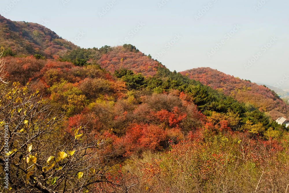 Fall season of yellow high land of China, colorful forest