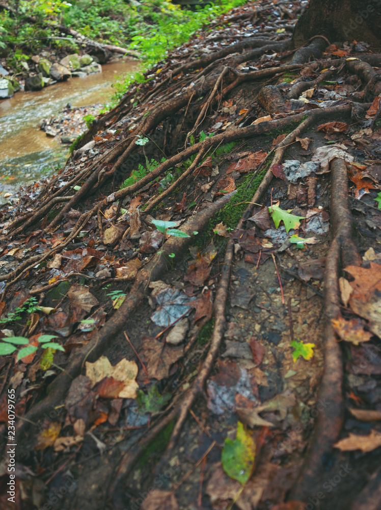 Tree roots snake over the ground with fallen leaves next to a stream in the the woods. Vertical image. Tree roots snake over the ground with fallen leaves next to a stream in the the woods. Vertical image.