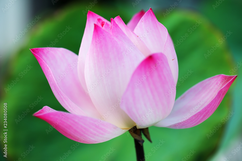 close up of beautiful pink lotus flower close up of beautiful pink lotus flower