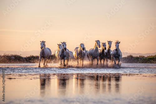 White Wild Horses of Camargue running on water at sunset, Aigue Mortes, France photo
