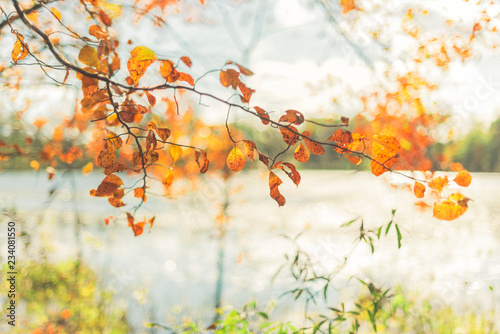 Fototapeta Naklejka Na Ścianę i Meble -  vibrant glowing gorgeous, orange autumn leaves on background of sky