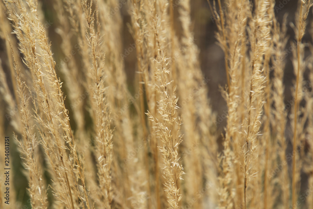 Close Up Fall Grass