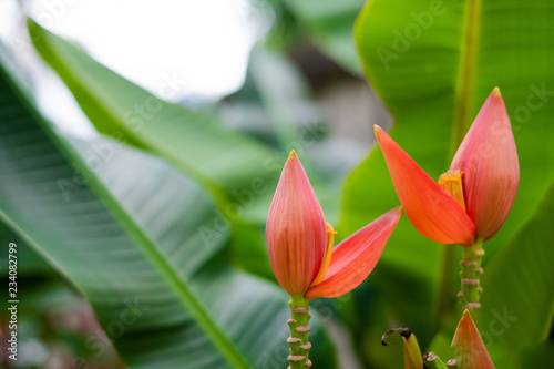 blooming pink lotus banana tree