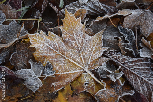 Verwelkte Blätter mit Raureif im Herbst