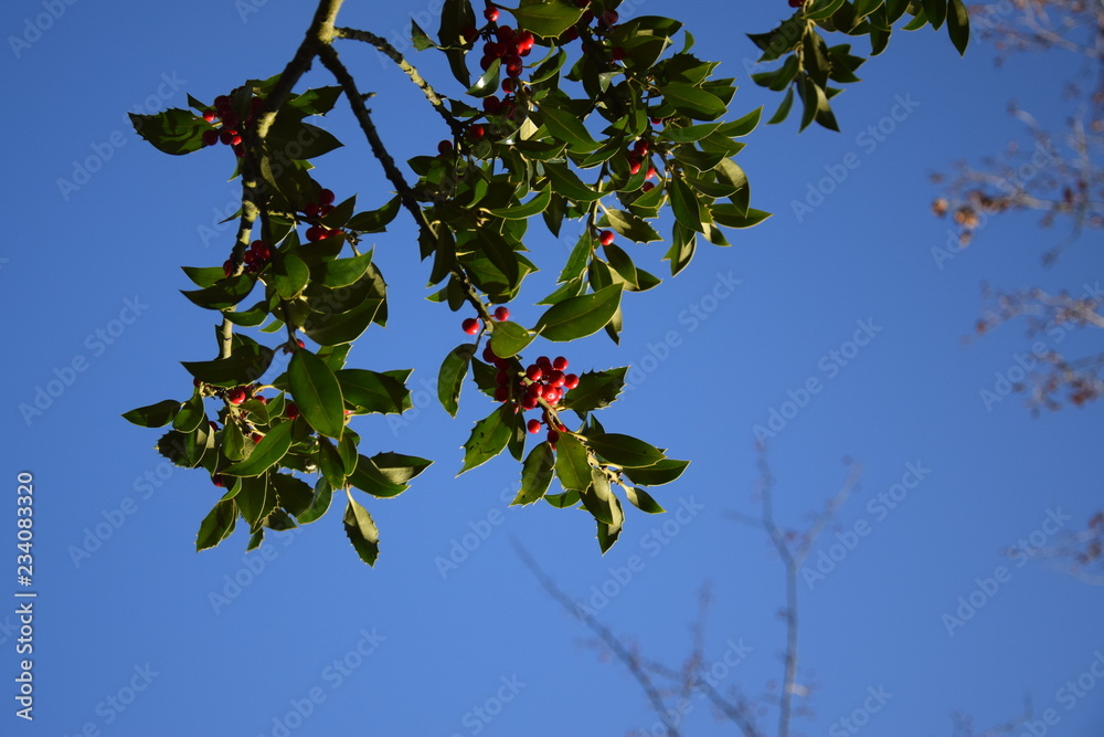 Rote Früchte an einem Ilex-Strauch vor blauem Himmel im Winter