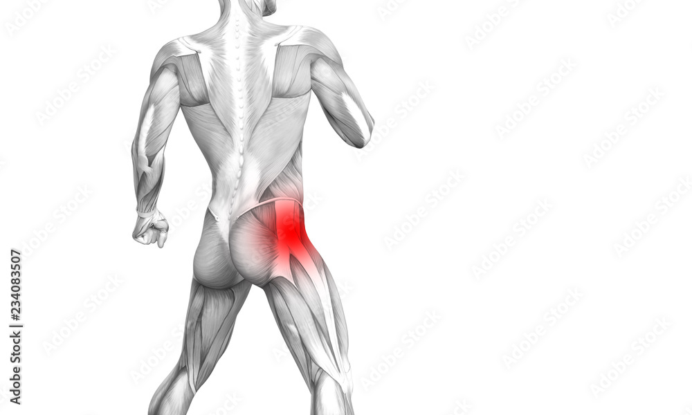Conceptual hip human anatomy with red hot spot inflammation articular joint pain for leg health care therapy or sport muscle concepts. 3D illustration man arthritis or bone sore osteoporosis disease Conceptual hip human anatomy with red hot spot inflammation articular joint pain for leg health care therapy or sport muscle concepts. 3D illustration man arthritis or bone sore osteoporosis disease