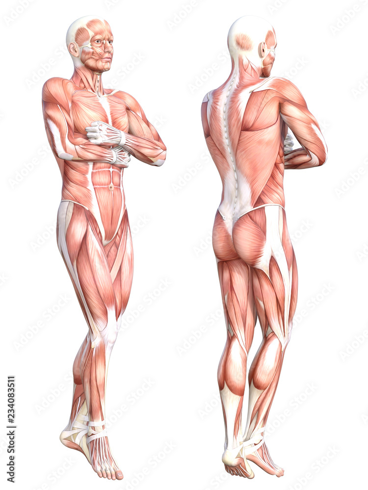 Conceptual anatomy healthy skinless human body muscle system set. Athletic young adult man posing for education, fitness sport, medicine isolated on white background. Biology science 3D illustration Conceptual anatomy healthy skinless human body muscle system set. Athletic young adult man posing for education, fitness sport, medicine isolated on white background. Biology science 3D illustration