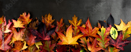 AUTUMN BACKGROUNDS  FRAME OR BORDER OF COLORFUL FALL LEAVES. HIGH ANGLE VIEW AGAINST DARK BACKGROUND.