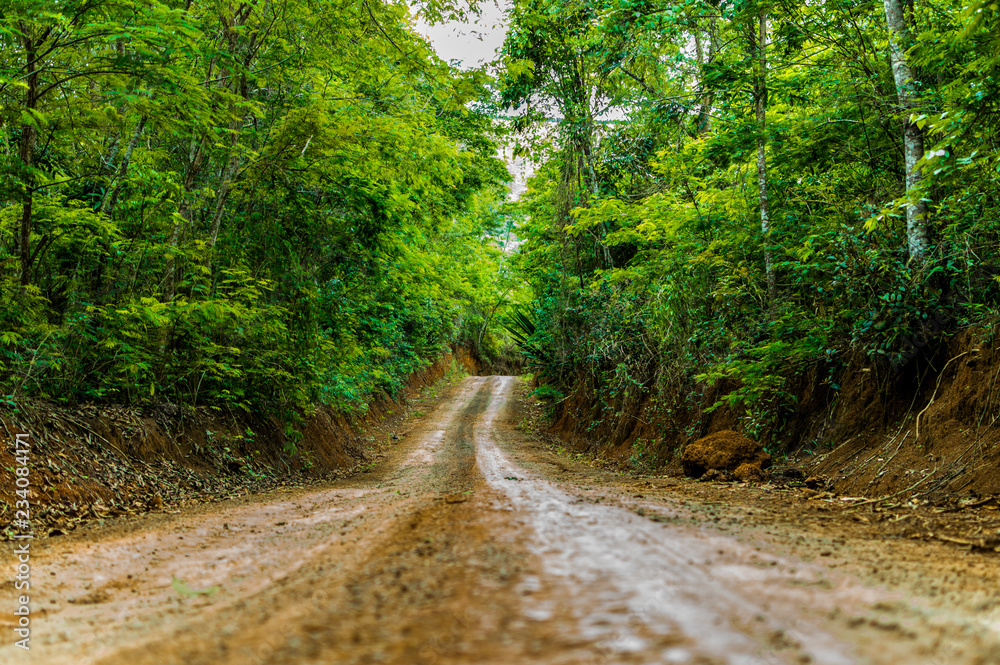Obraz premium Dirt road between forest Minas Gerais, Brazil