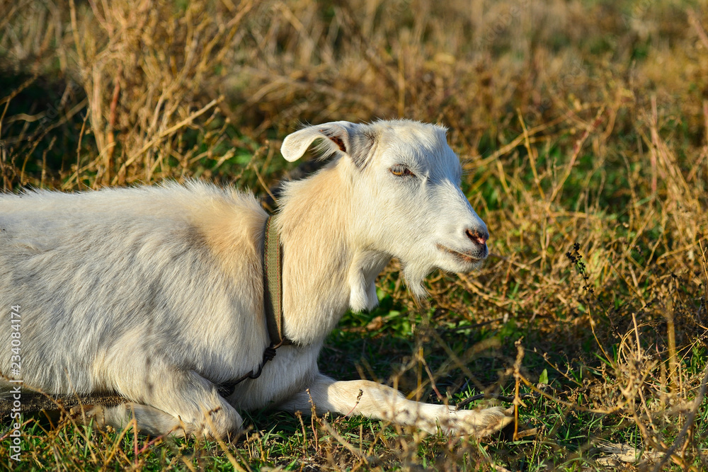 A white goat is lying in the grass and looking at the camera in the pasture. A white goat is lying in the grass and looking at the camera in the pasture.