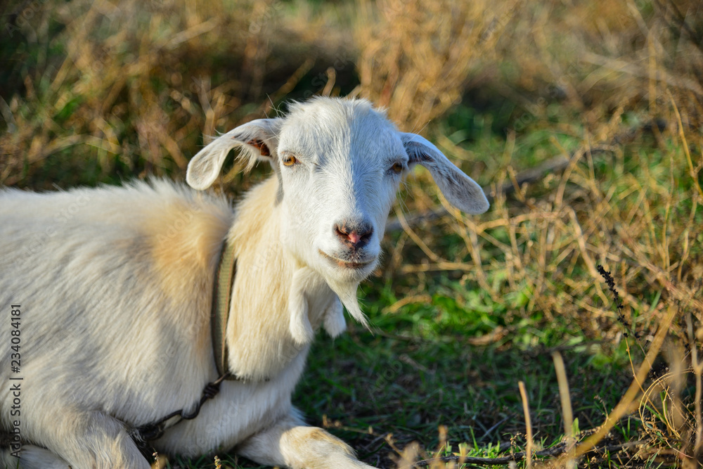 Obraz premium A white goat is lying in the grass and looking at the camera in the pasture.