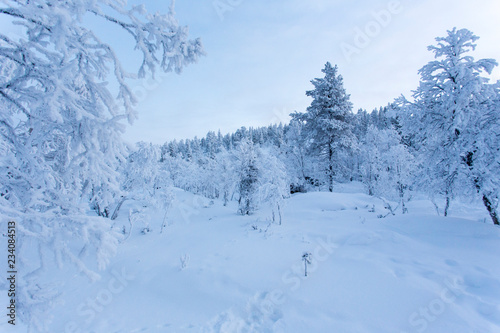 lapland landscape during winter in Finland
