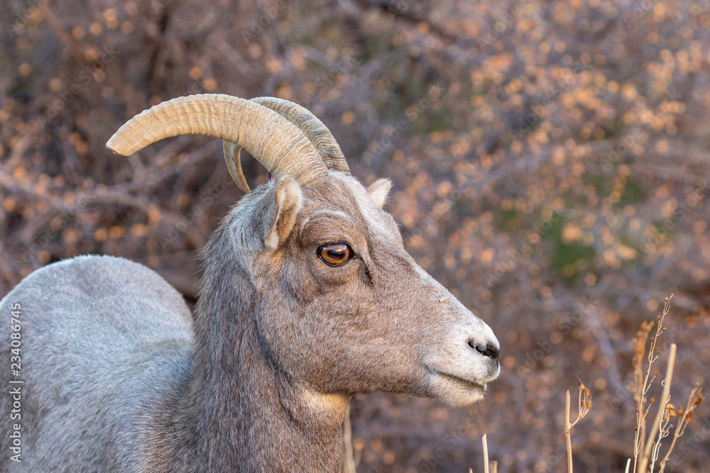 Desert Bighorn Sheep Ewe