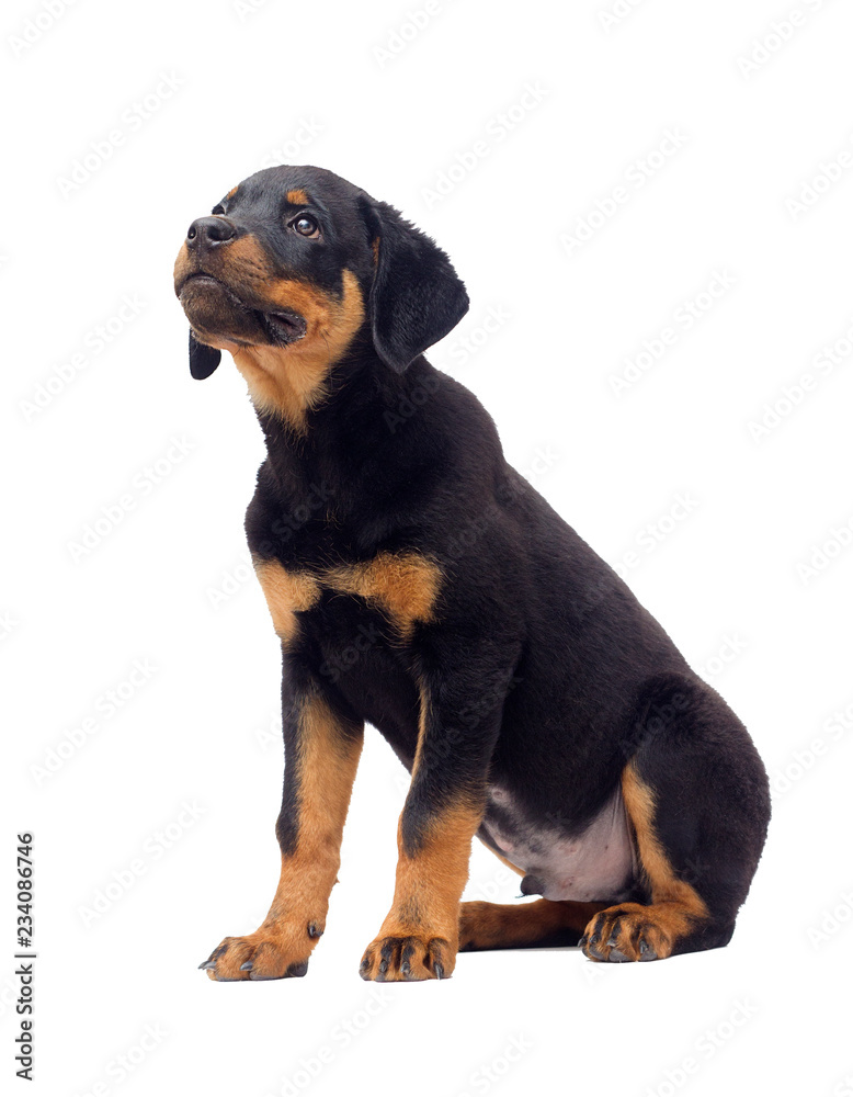 rottweiler puppy sitting