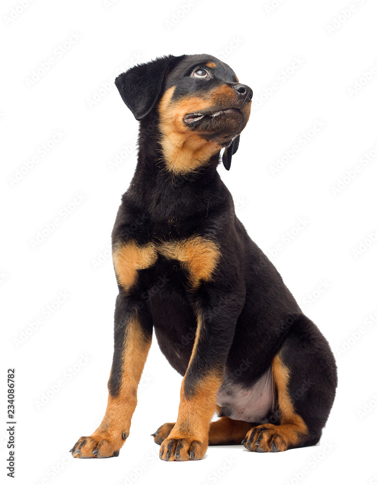 Obraz premium rottweiler puppy sitting