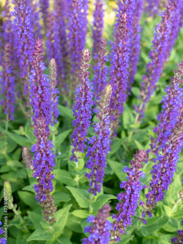 Obraz na płótnie Fresh purple flowers of  wild sage (Salvia verbenaca ) in the garden